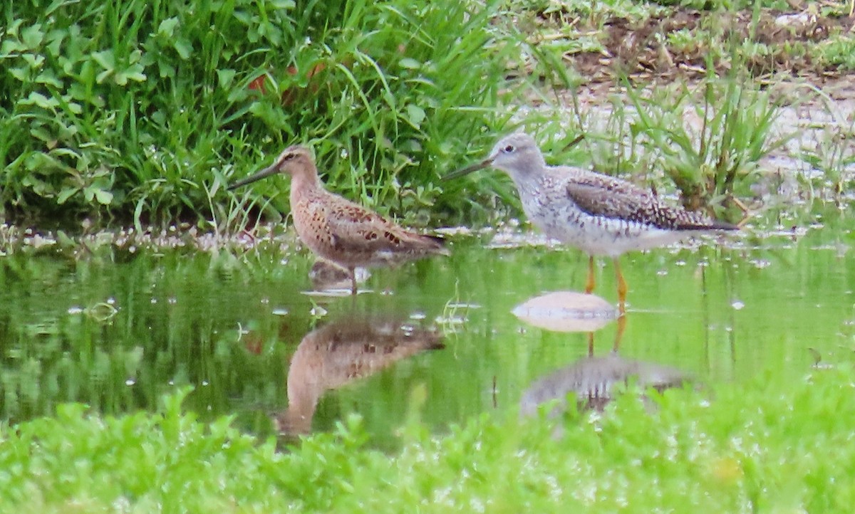 Long-billed Dowitcher - ML617417396