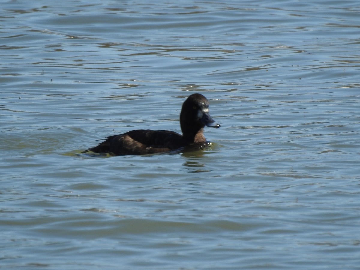 Greater Scaup - ML617417401