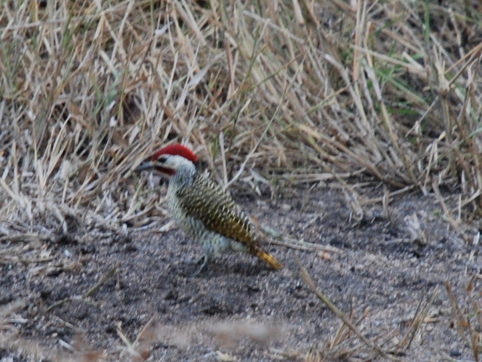 Golden-tailed Woodpecker - ML617417431