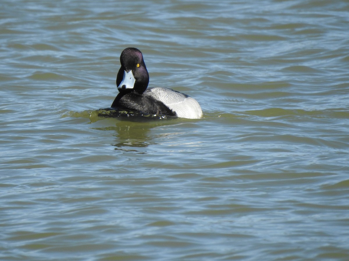 Greater Scaup - ML617417434