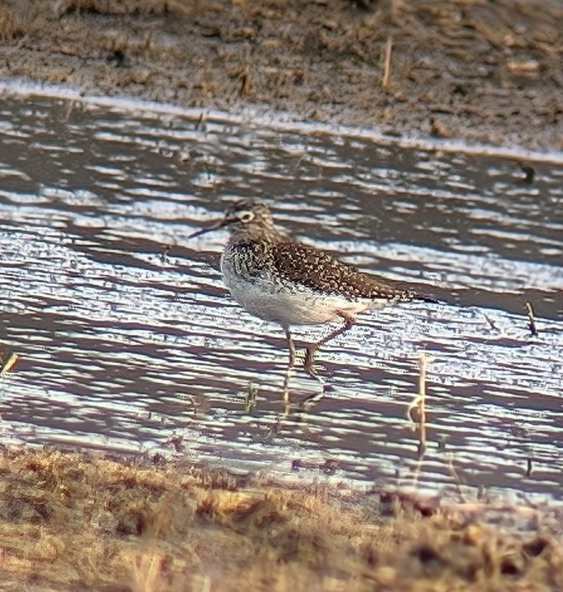 eBird Checklist - 14 Apr 2024 - 2755 Youngstown Road, Wilson, New York ...