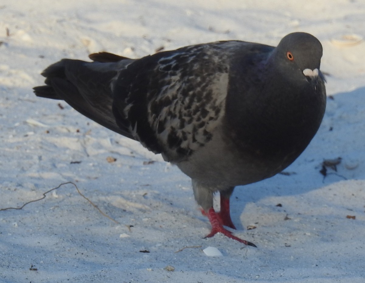 Rock Pigeon (Feral Pigeon) - ML617417502
