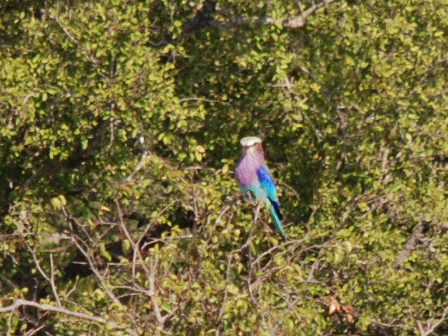 Lilac-breasted Roller - ML617417542