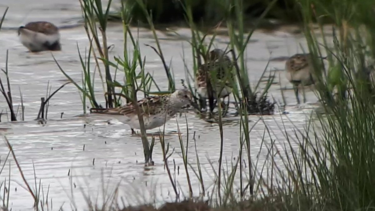 White-rumped Sandpiper - Toby Carter
