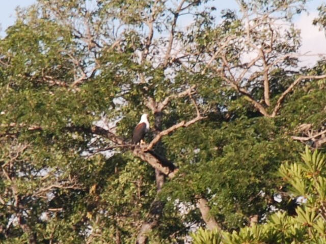 African Fish-Eagle - ML617417580
