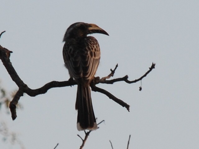 African Gray Hornbill - ML617417638