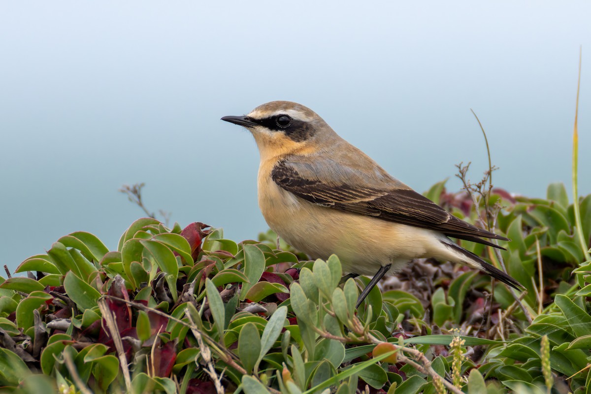 Northern Wheatear - Alexis Lours