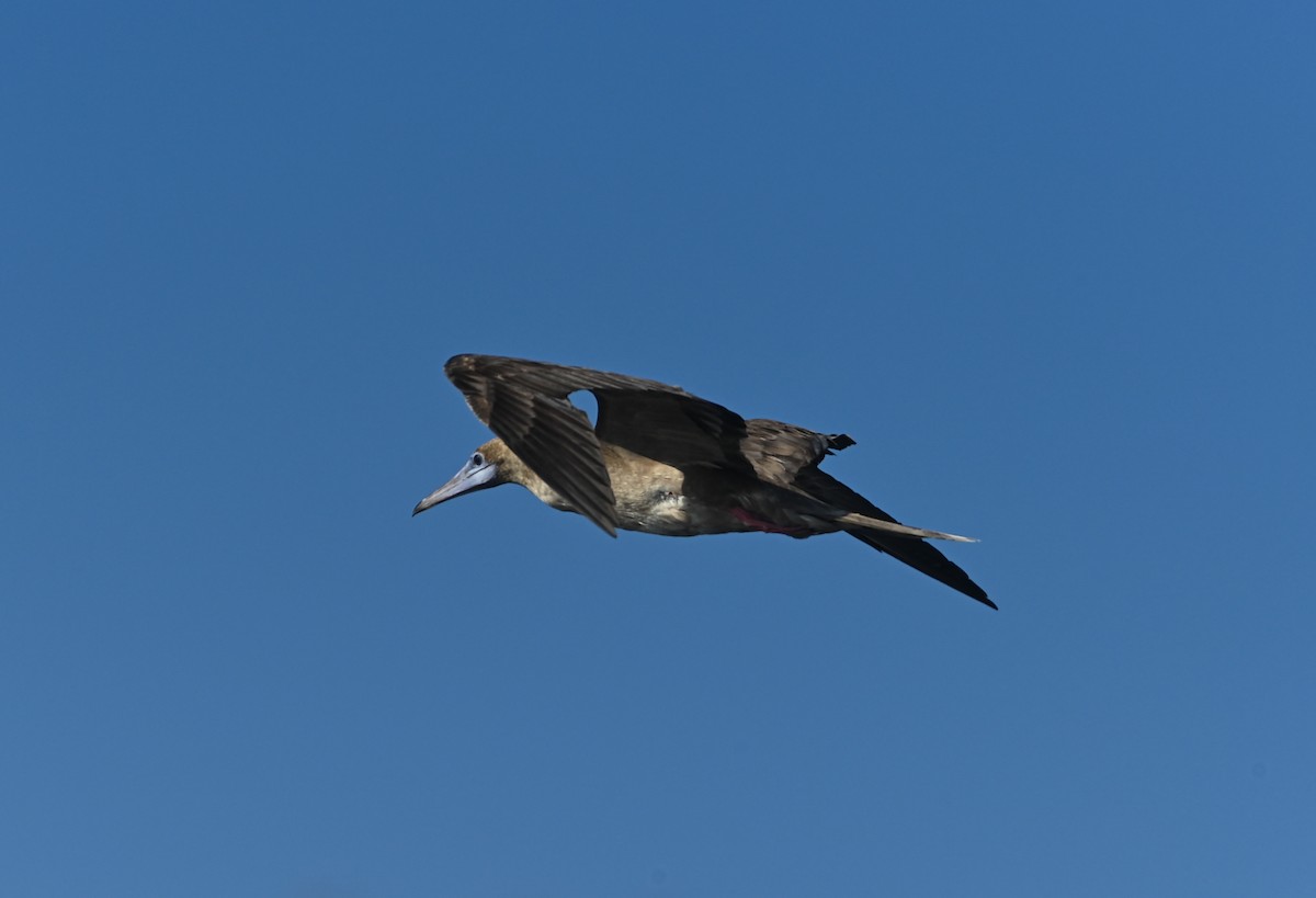 Red-footed Booby - ML617417756