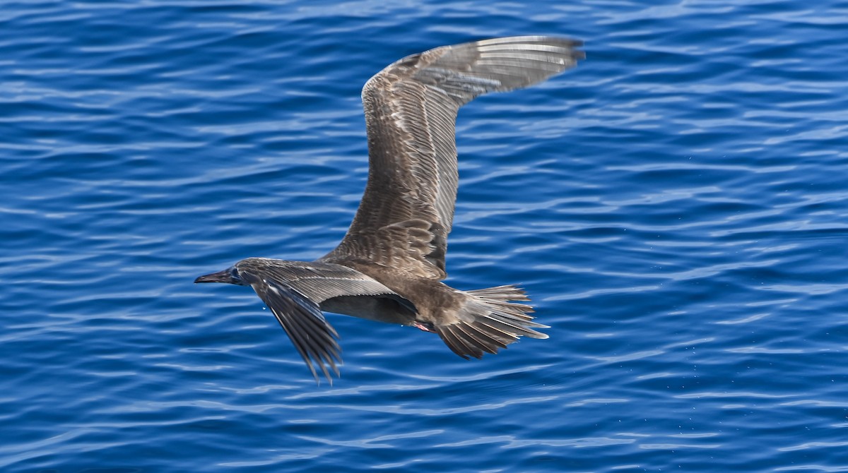 Red-footed Booby - ML617417757