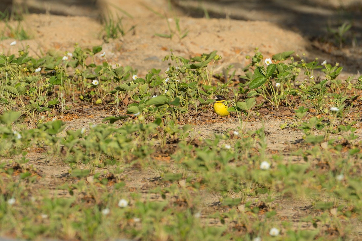 Yellow-breasted Bunting - ML617417982