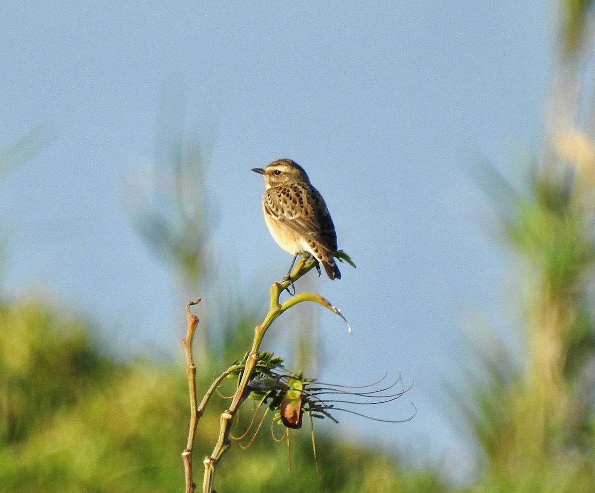 Whinchat - ML617418018