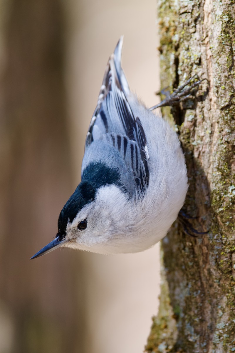 White-breasted Nuthatch - ML617418035