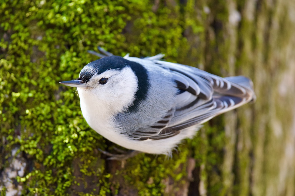 White-breasted Nuthatch - Félix Cloutier