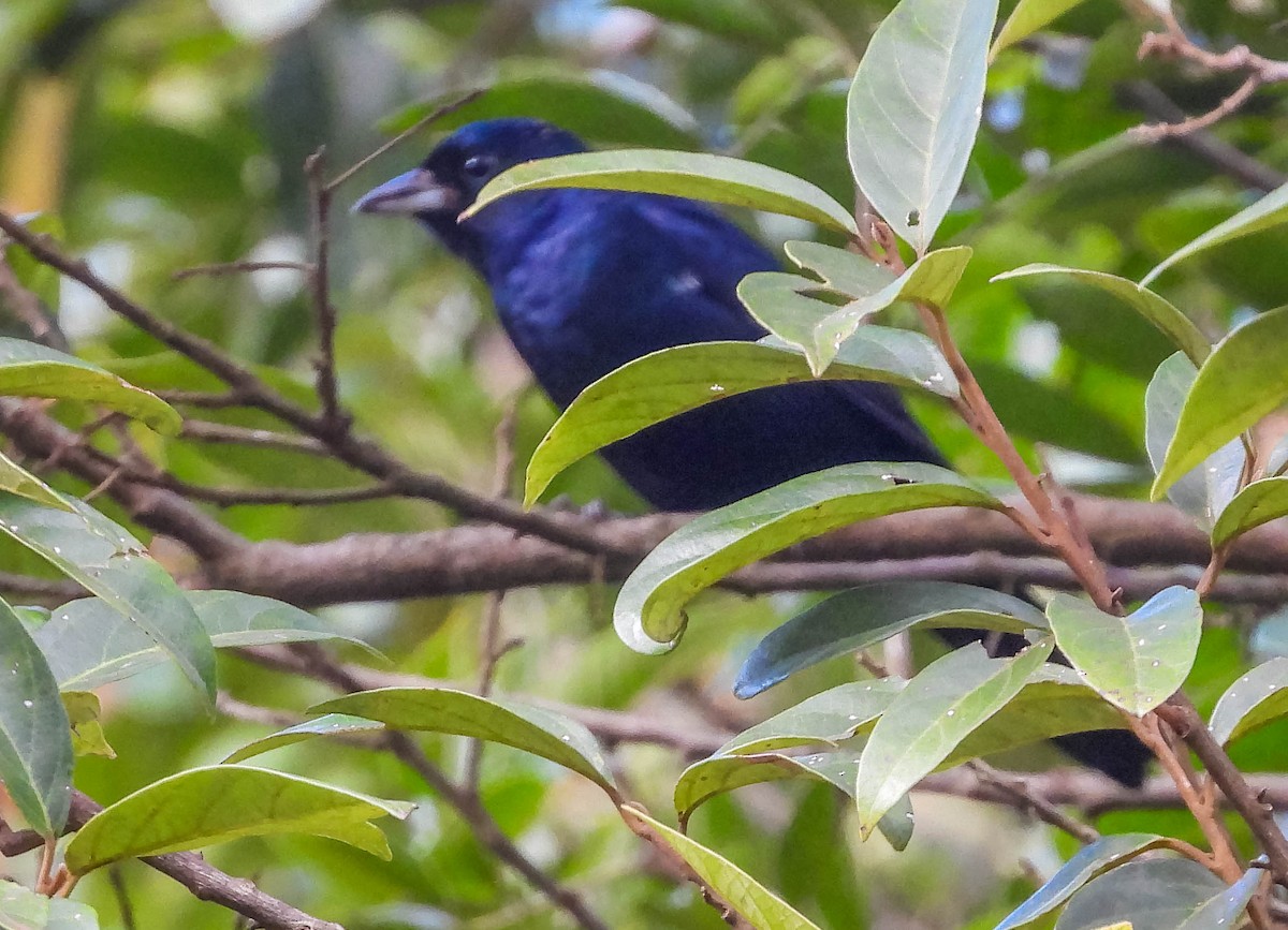 Ruby-crowned Tanager - ML617418084