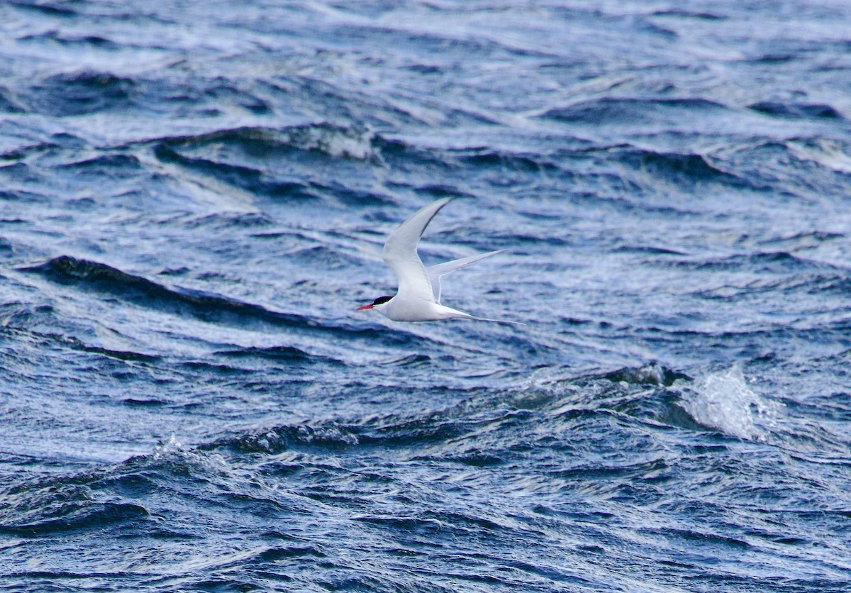 Arctic Tern - ML617418149