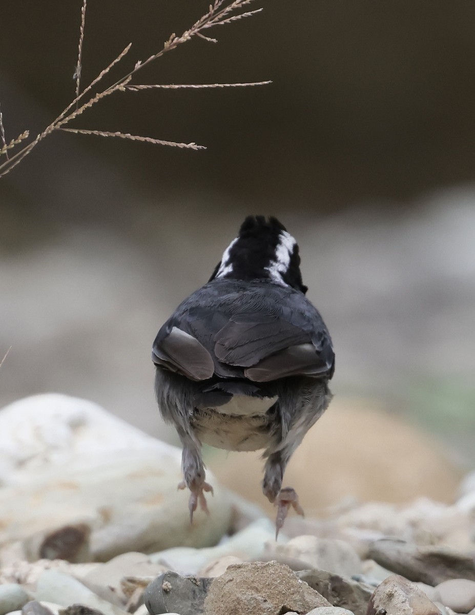 Black-capped Sparrow - ML617418299