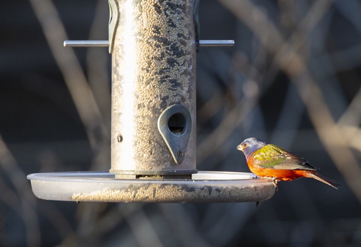 Painted Bunting - ML617418403