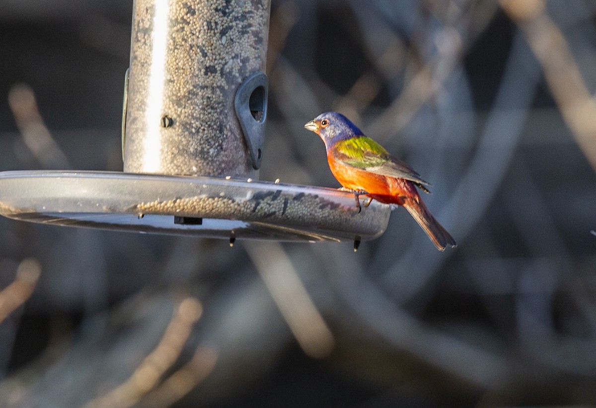 Painted Bunting - ML617418432
