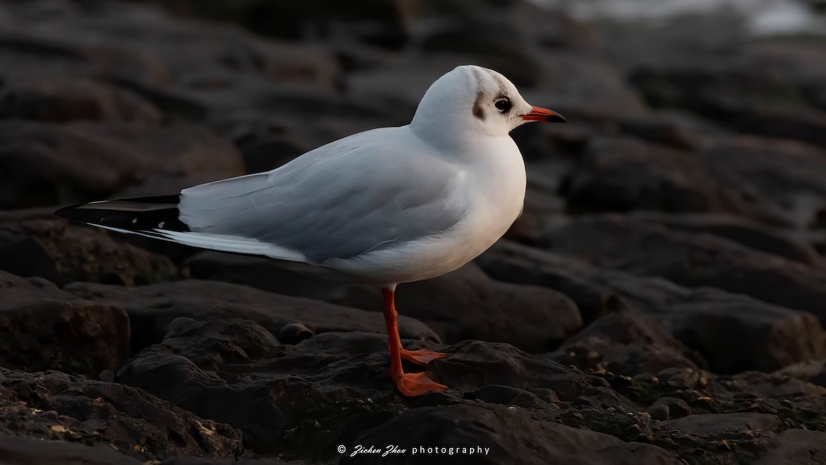 Mouette rieuse - ML617418530