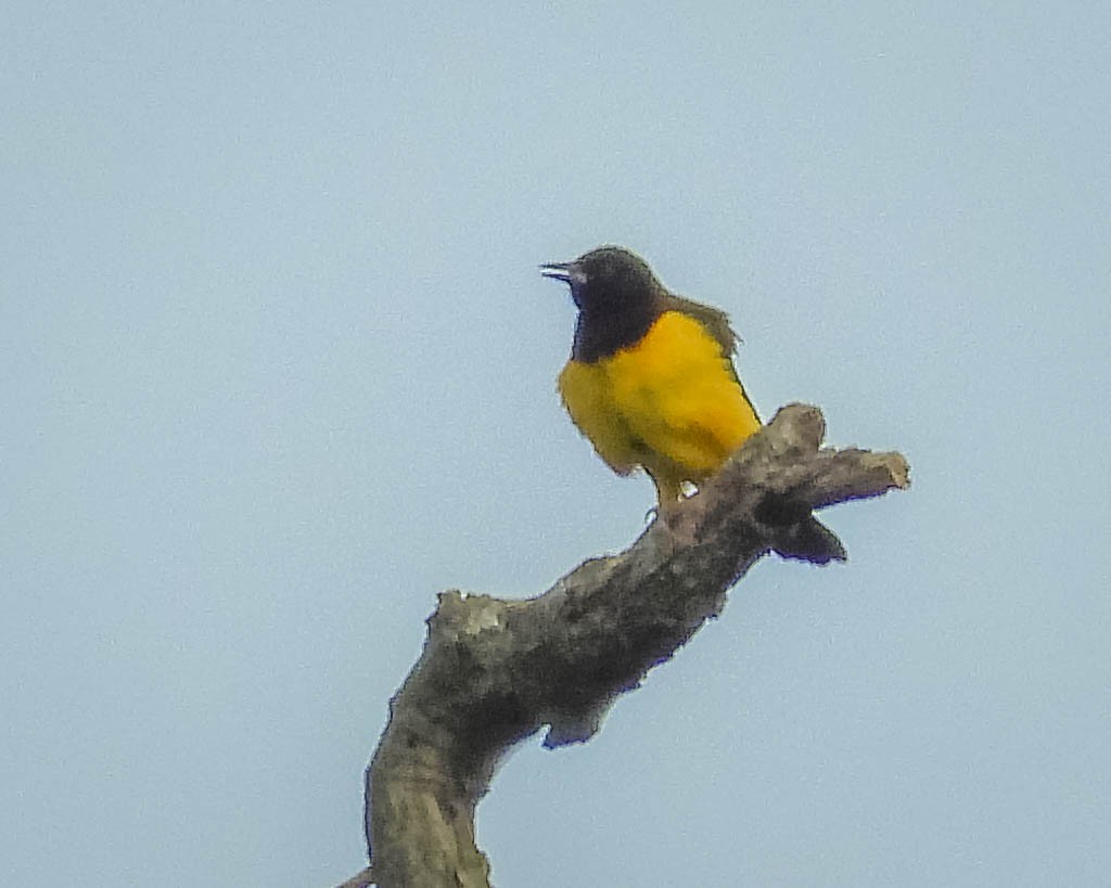 Yellow-rumped Marshbird - ML617418581