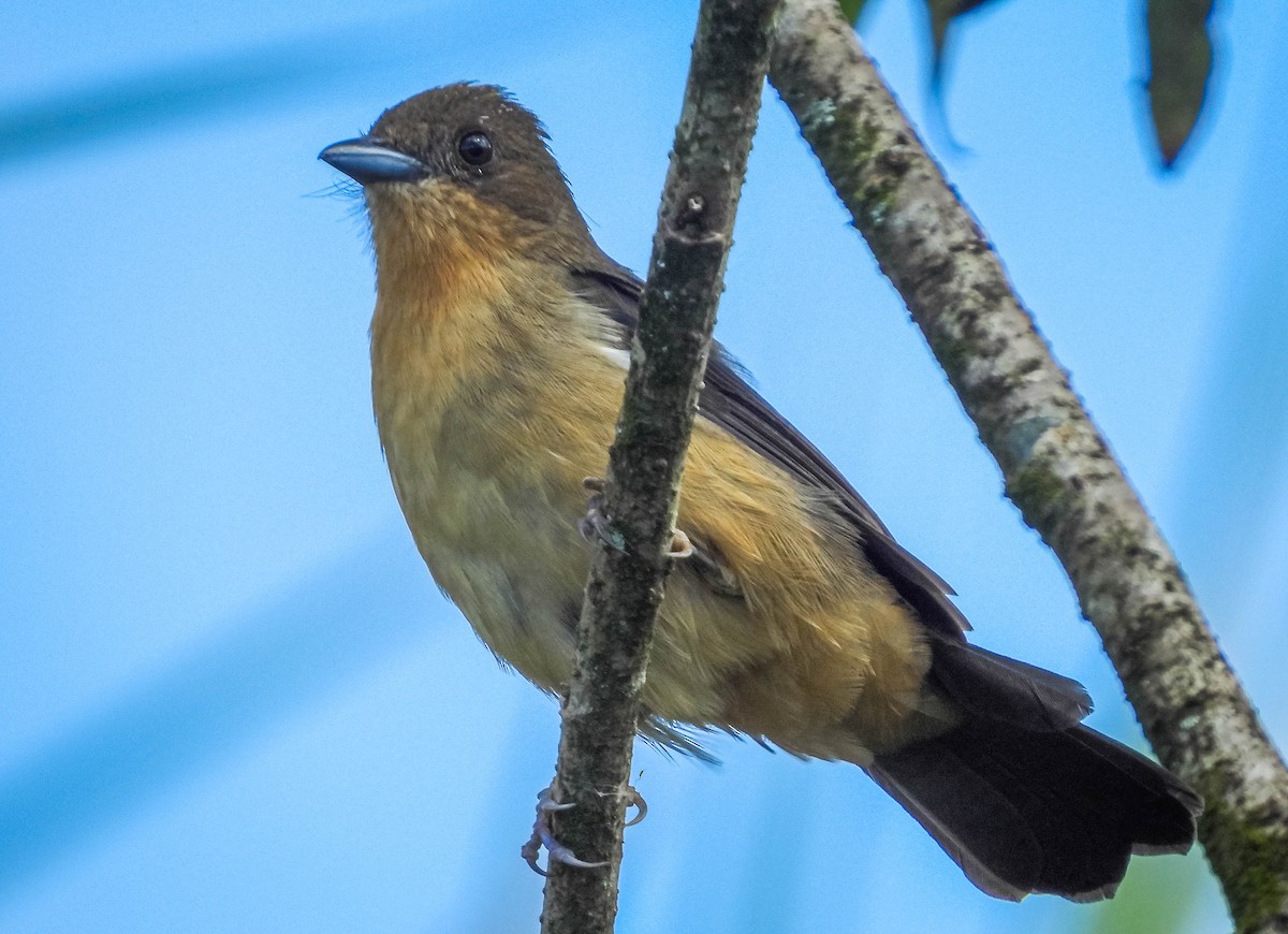 Black-goggled Tanager - ML617418630