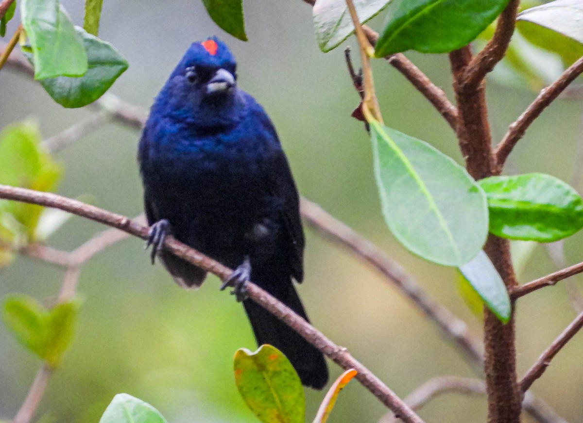 Ruby-crowned Tanager - ML617418640