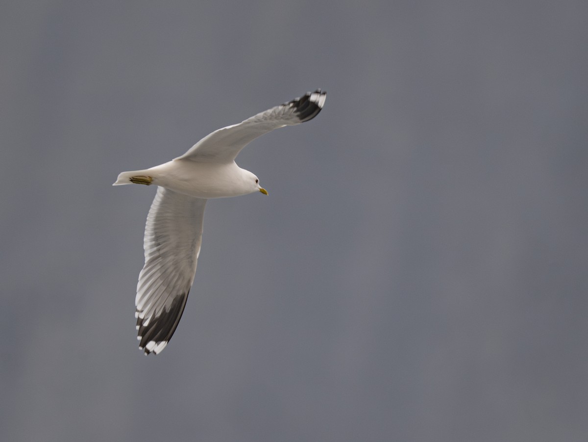 Common Gull - jimmy Yao