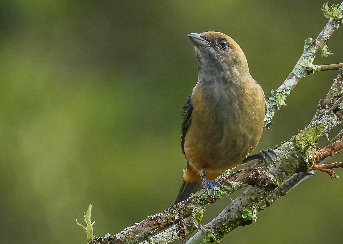 Burnished-buff Tanager - ML617418684