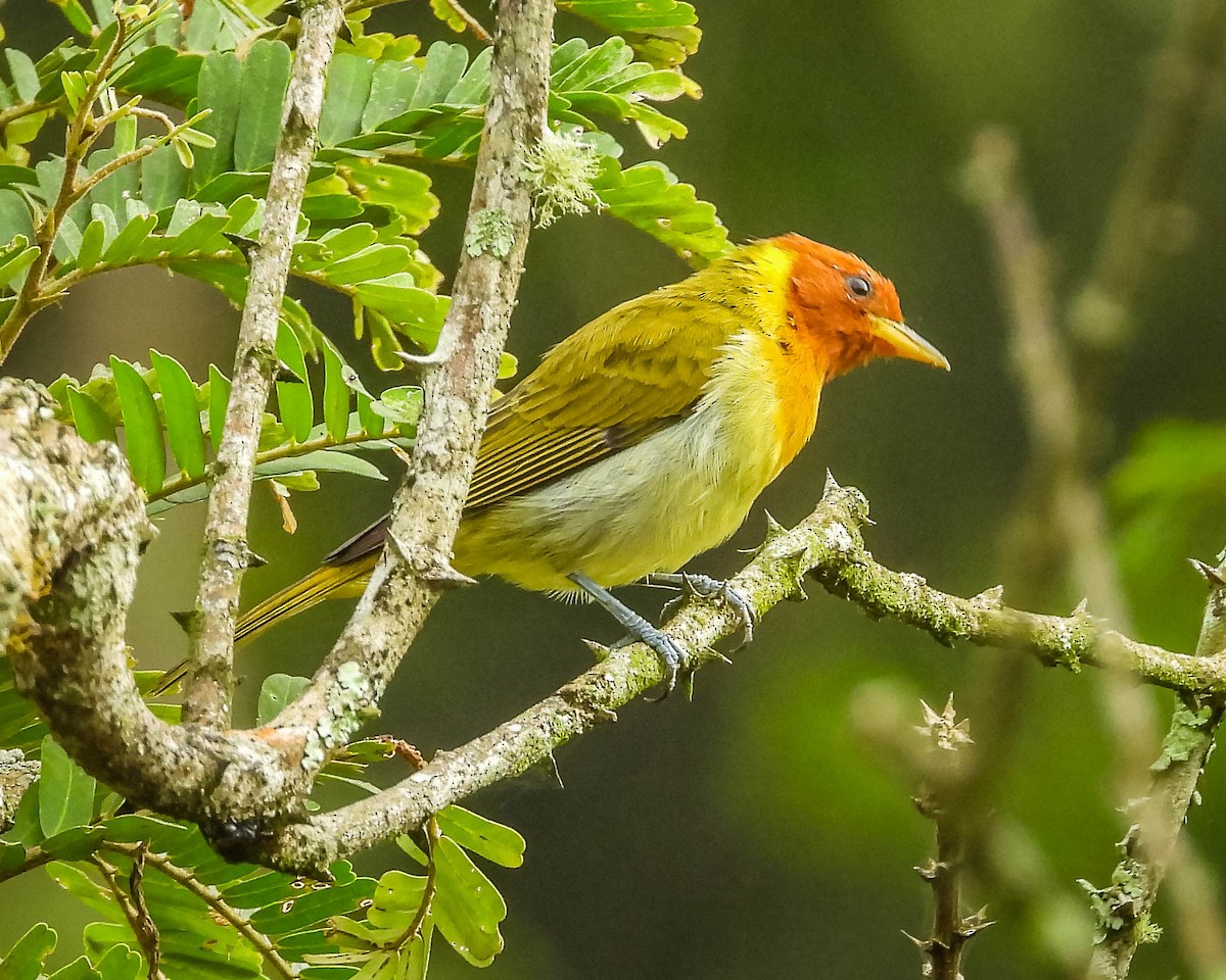 Rufous-headed Tanager - ML617418705