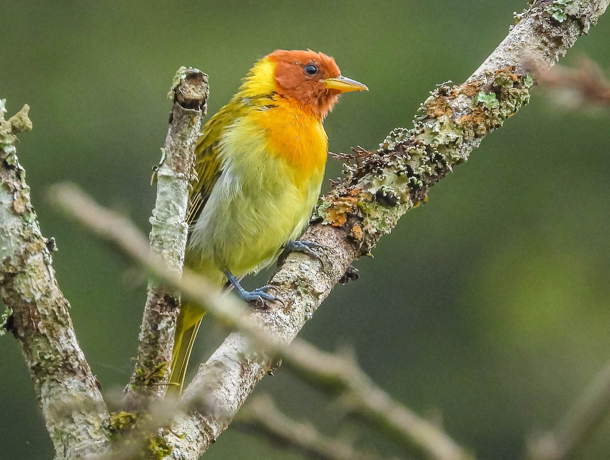 Rufous-headed Tanager - ML617418706