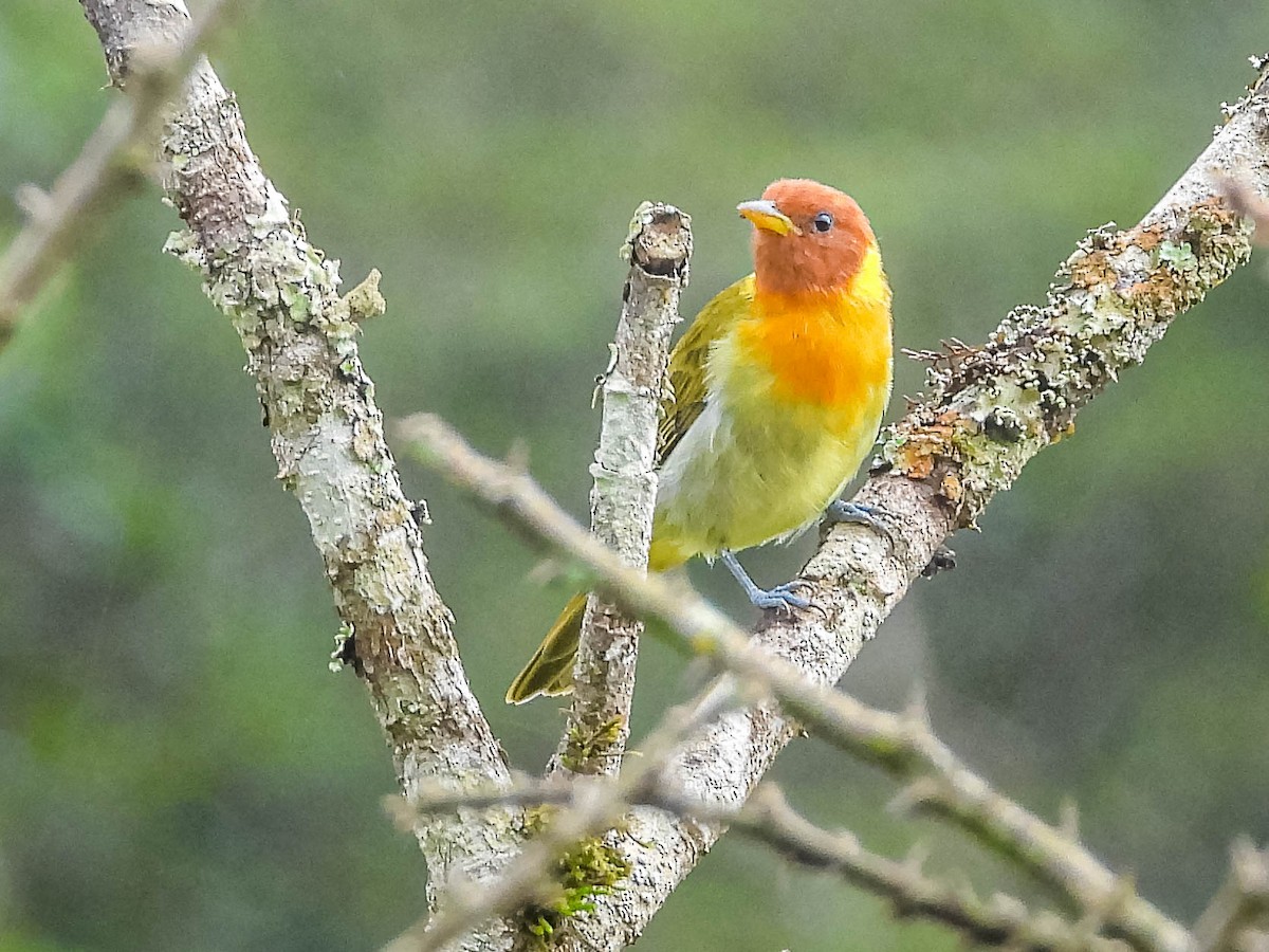 Rufous-headed Tanager - ML617418707