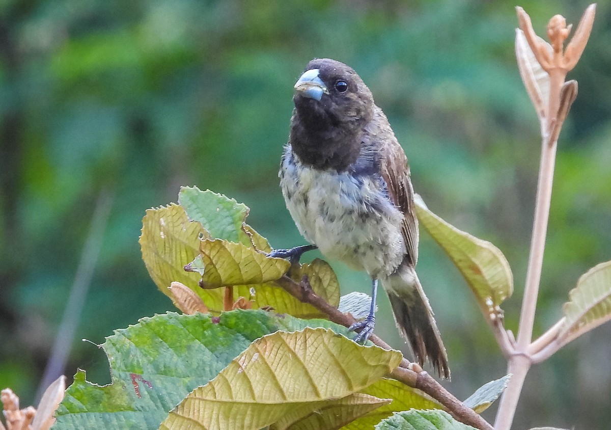 Yellow-bellied Seedeater - ML617418747