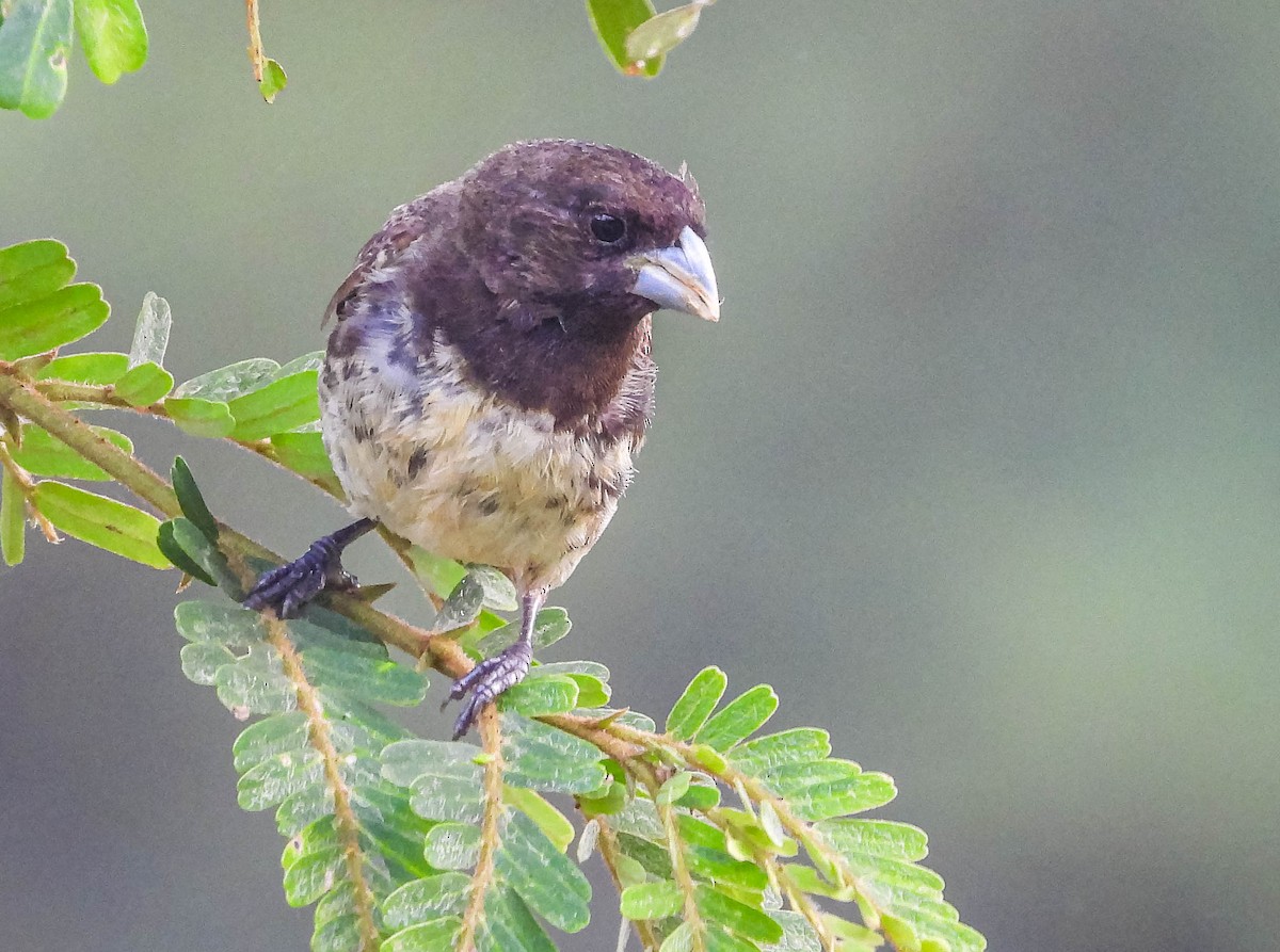 Yellow-bellied Seedeater - ML617418748