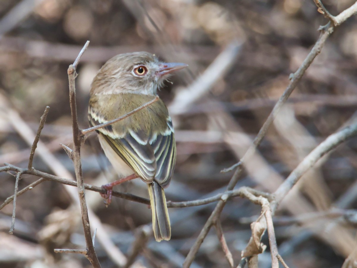 Pearly-vented Tody-Tyrant - ML617418810