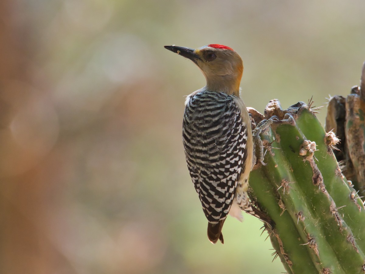 Red-crowned Woodpecker - ML617418819