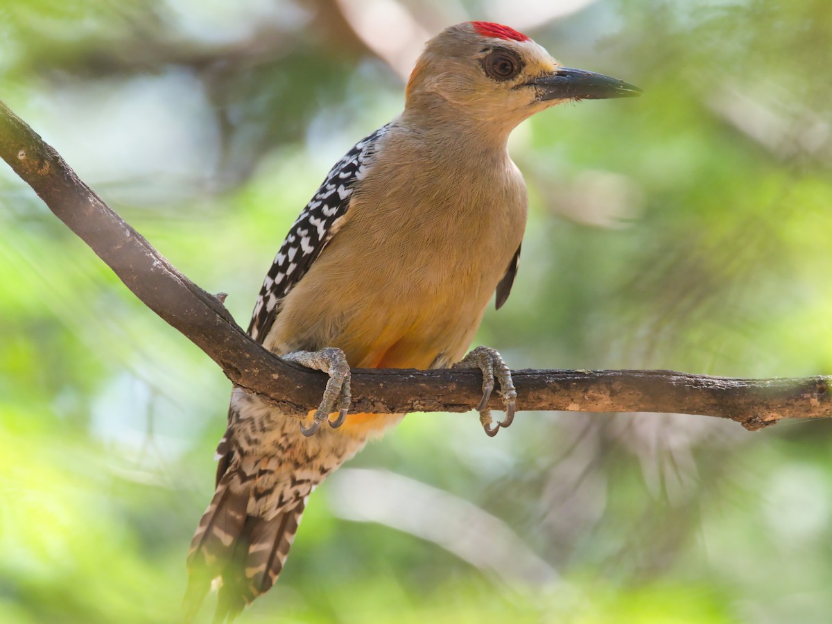 Red-crowned Woodpecker - ML617418822