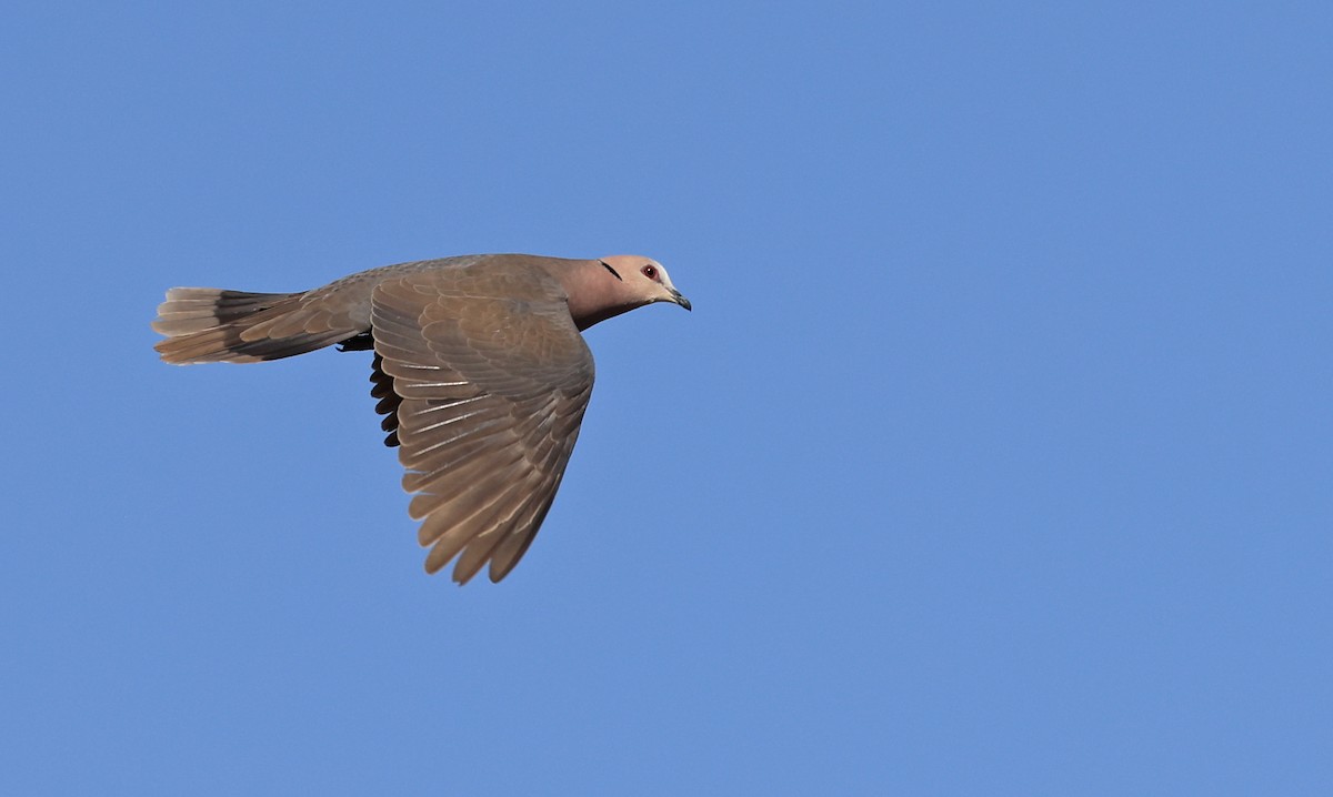 Red-eyed Dove - ML617418855
