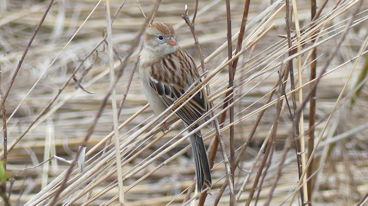 Field Sparrow - ML617418926