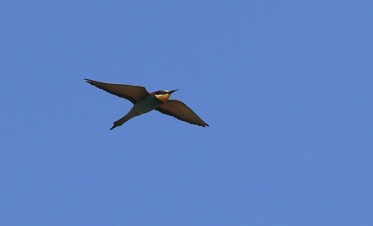 European Bee-eater - ML617418939