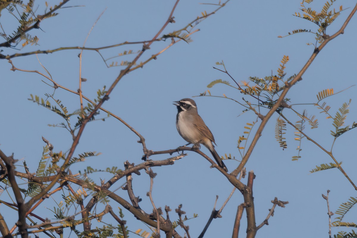 Black-throated Sparrow - ML617418944