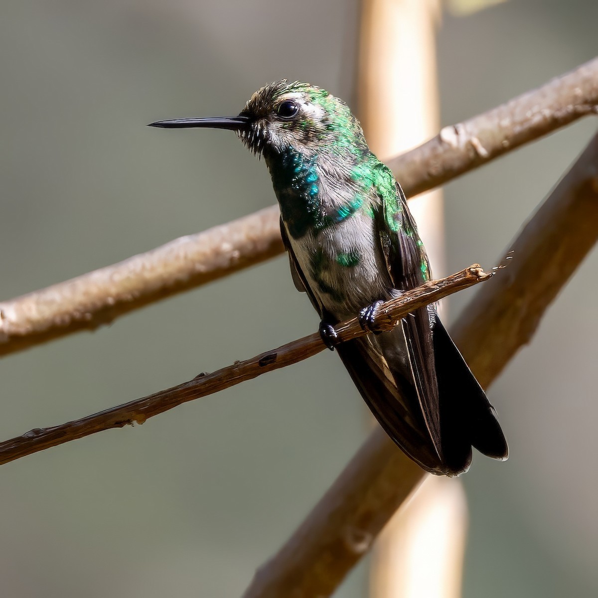 kolibřík zahradní - ML617418971
