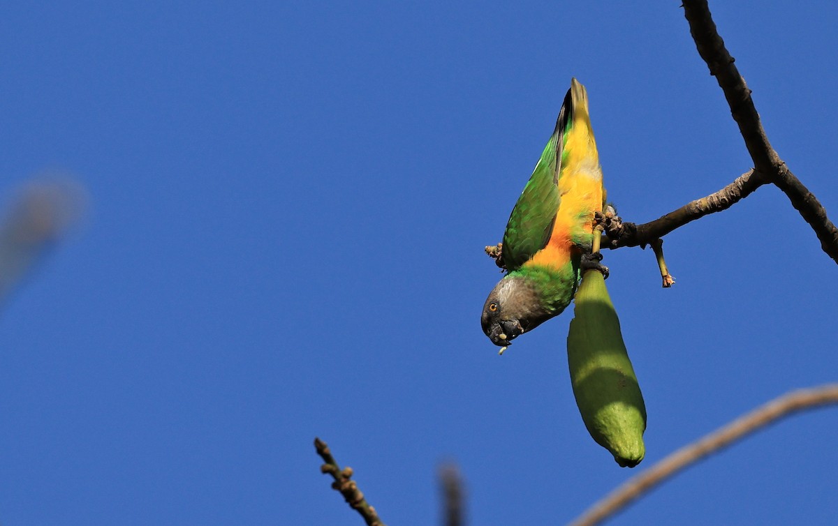 Senegal Parrot - ML617418997