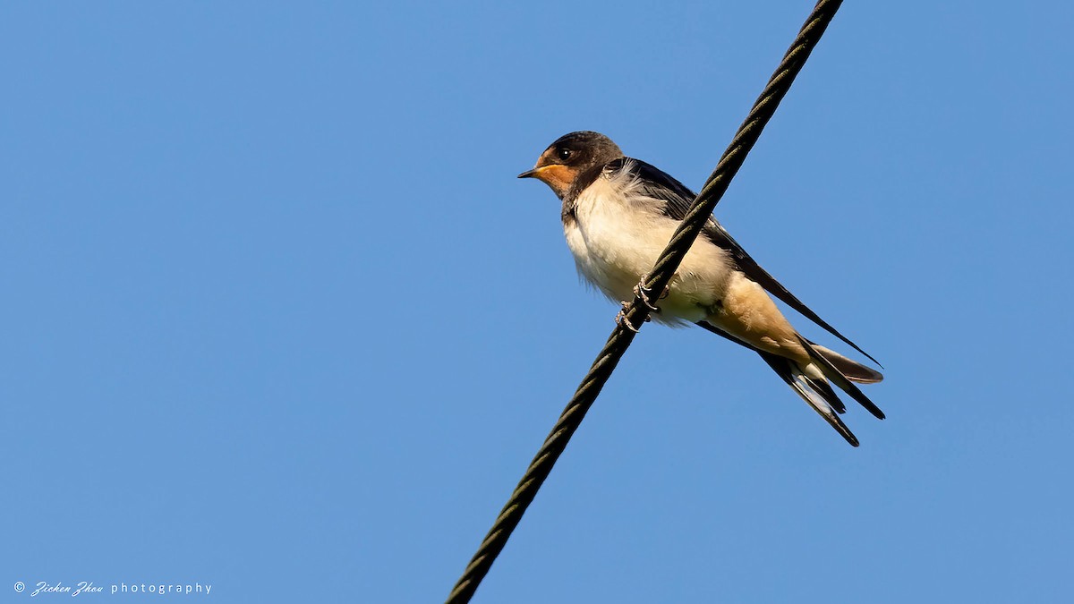 Barn Swallow - ML617419032