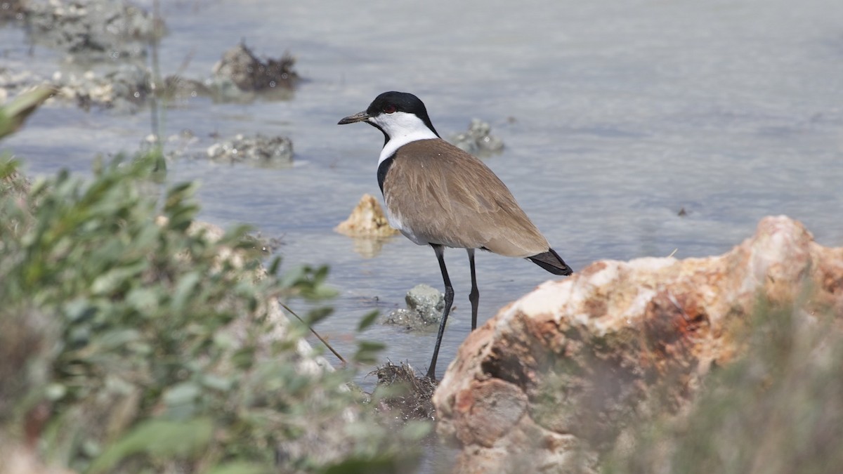 Spur-winged Lapwing - ML617419043