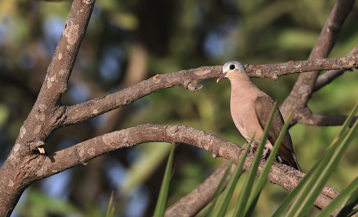 Blue-spotted Wood-Dove - ML617419048