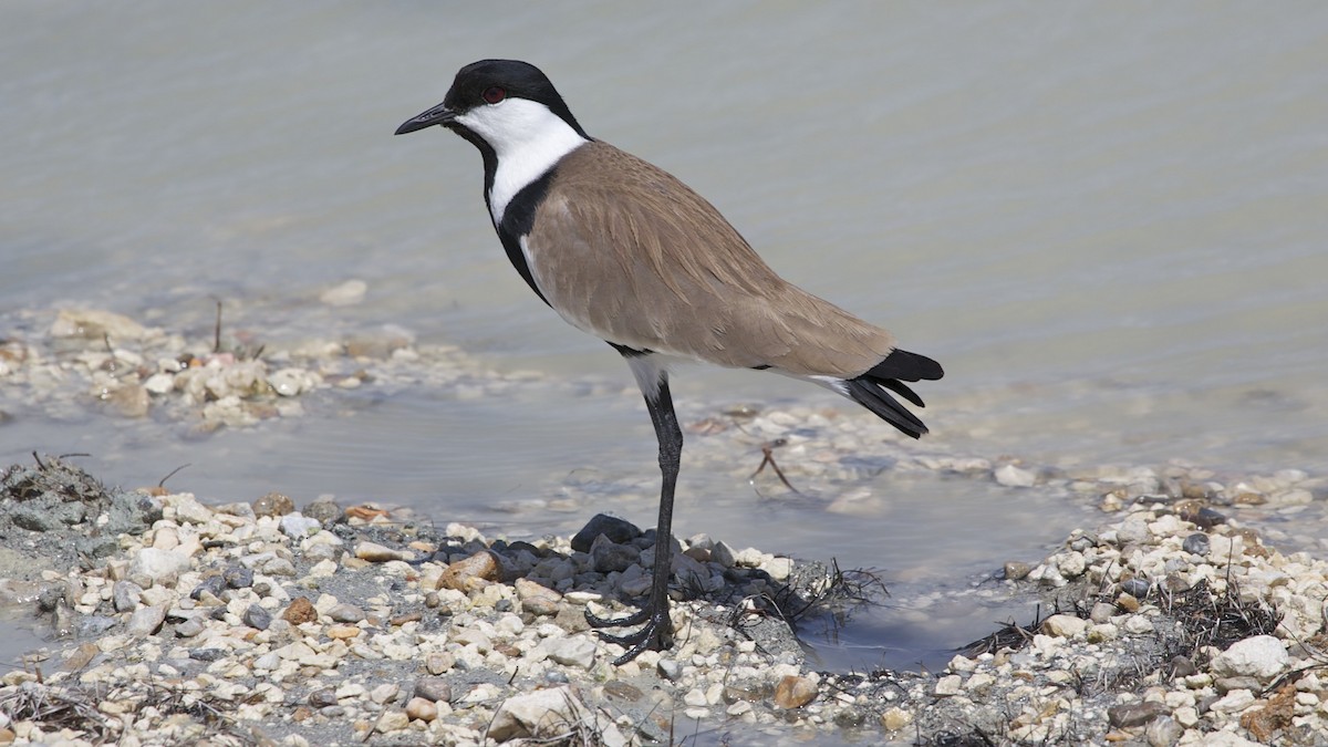 Spur-winged Lapwing - ML617419050