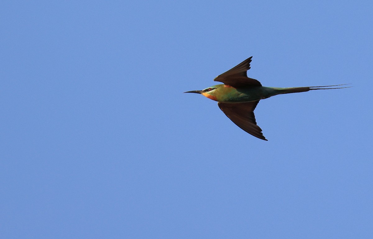 Blue-cheeked Bee-eater - ML617419063