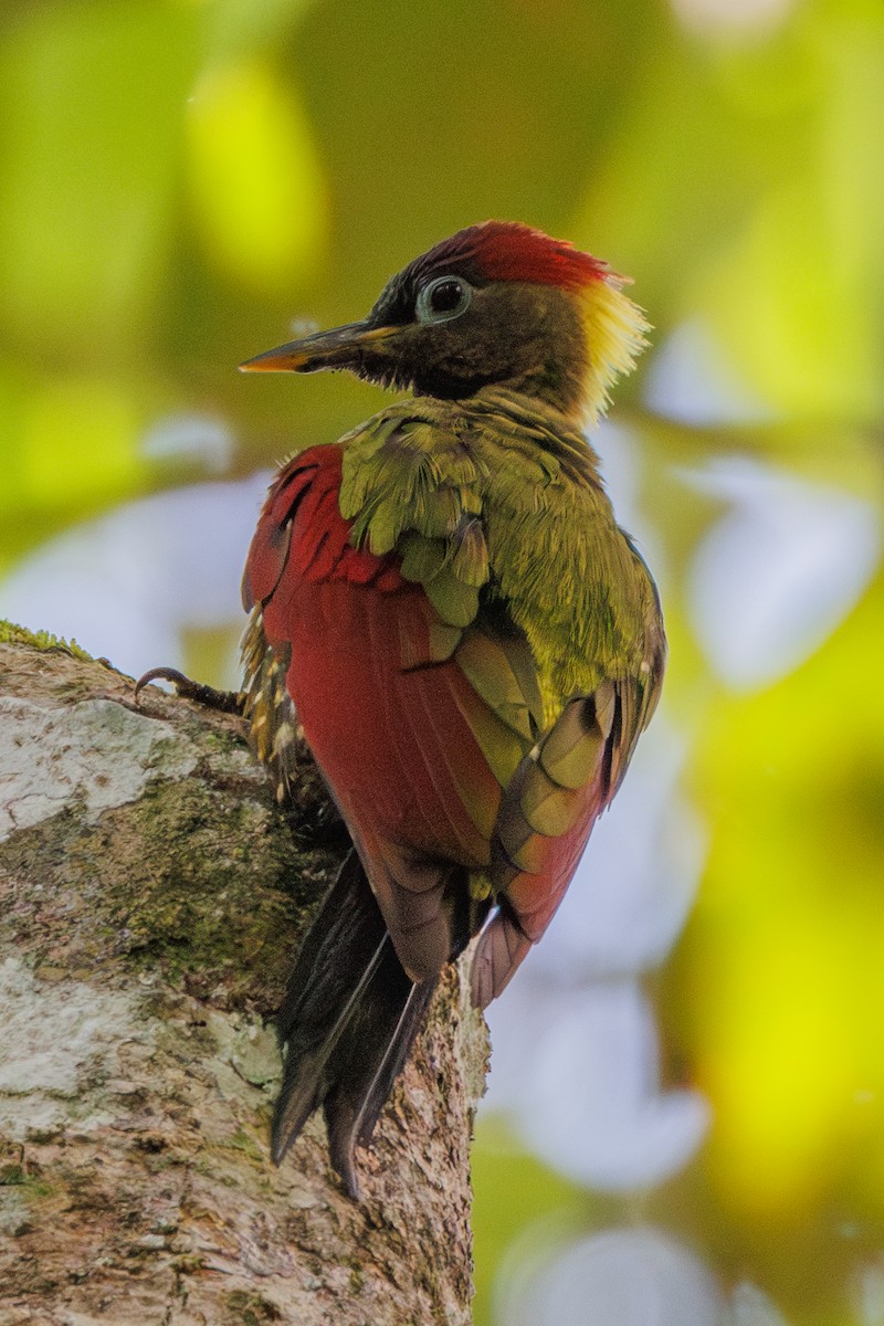 Crimson-winged Woodpecker - ML617419067
