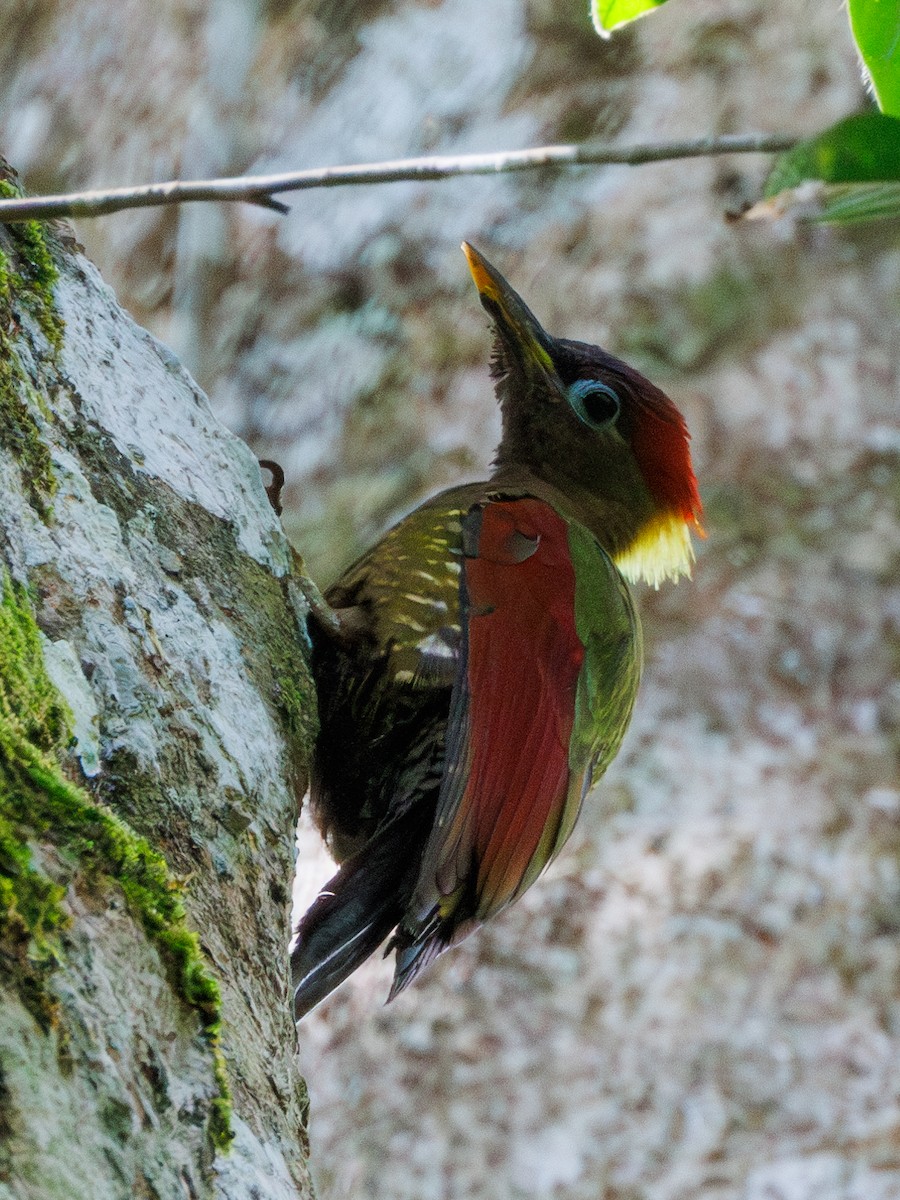 Crimson-winged Woodpecker - ML617419075