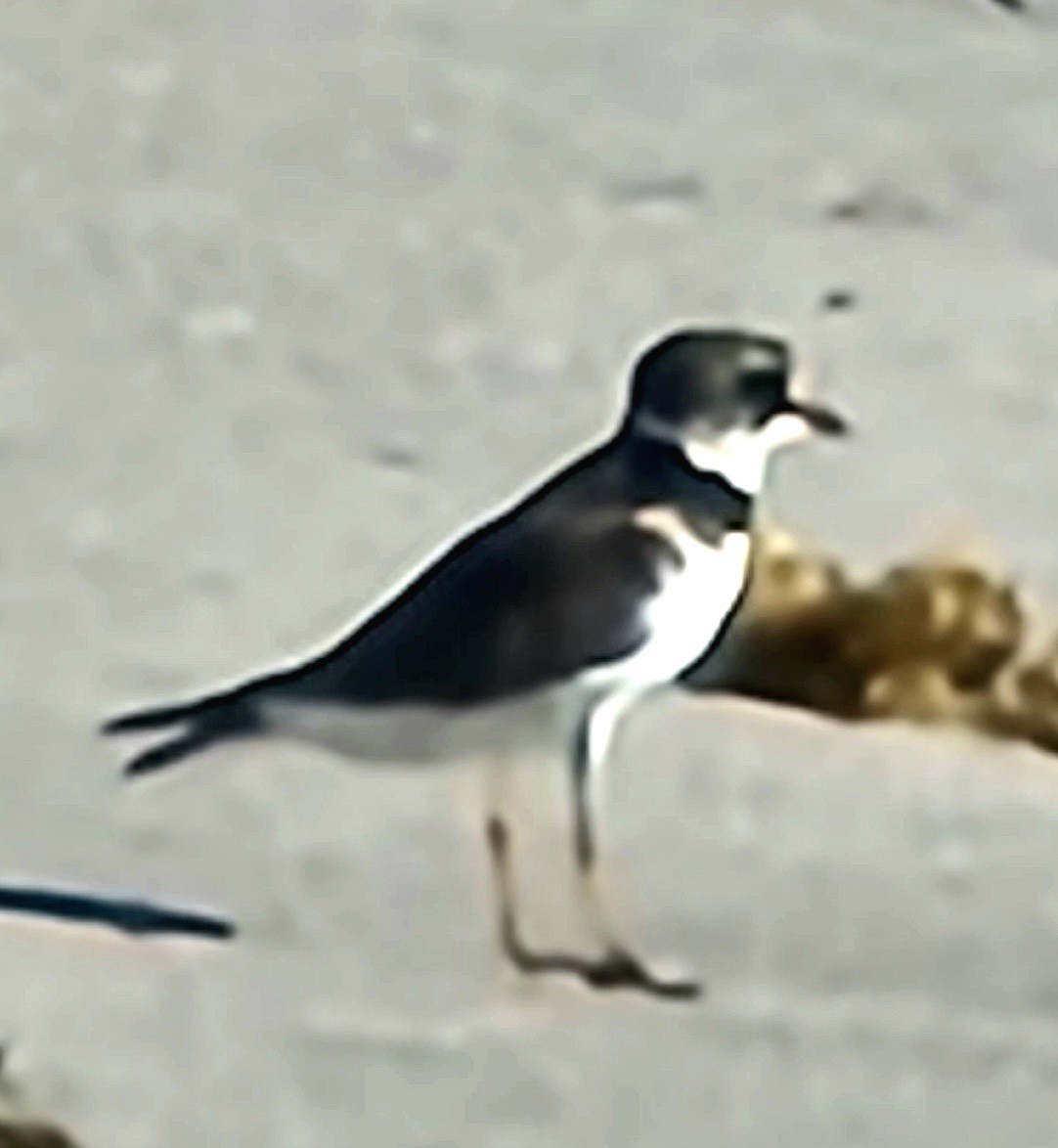 Semipalmated Plover - ML617419122